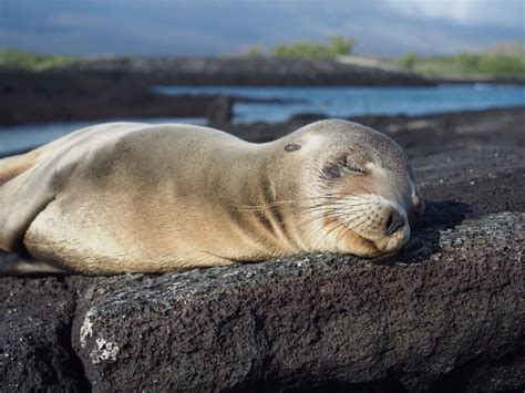 galapagos islands animals and plants facts Galapagos tortoise facts