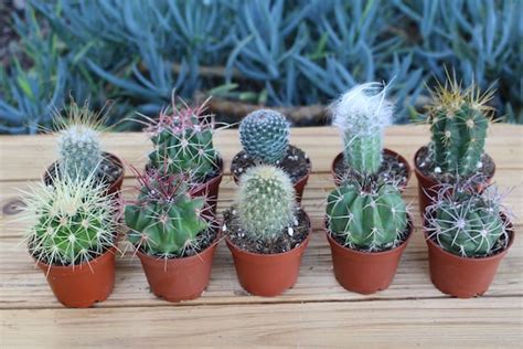 5 Assorted Colorful Live Cactus Potted Plants 2 Ideal - Etsy