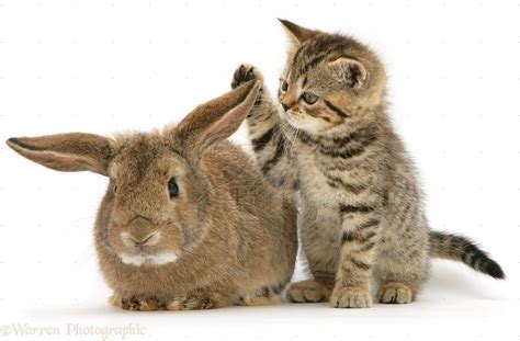 Pets: Kitten and rabbit photo WP10544