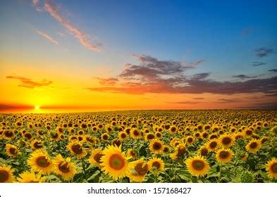 Field Blooming Sunflowers On Background Sunset Stock Photo 157168427 ...