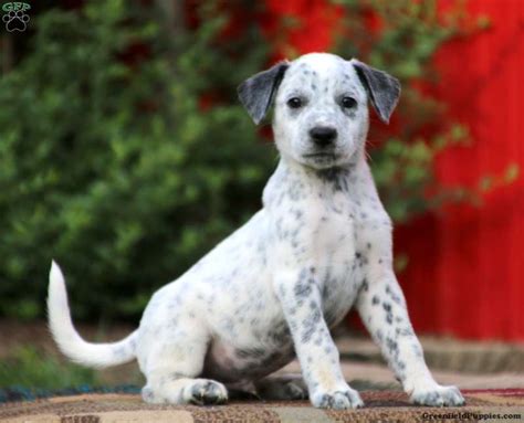 Dalmatian Mix Puppies For Sale | Greenfield Puppies