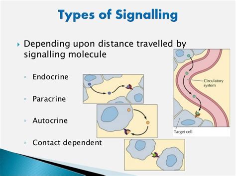 Different Types Of Cell Signaling - slideshare