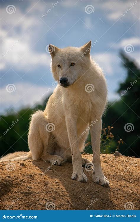 Arctic Wolf, Mammal, Postrait, Dog Stock Image - Image of canine ...