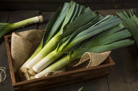 The Leek - National Emblem of Wales and the Welsh