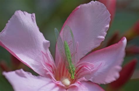 Kids Guide to Beneficial Bugs for the Garden