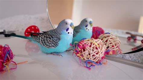 Budgie Toys under 2$ Every Budgie owner should have this!