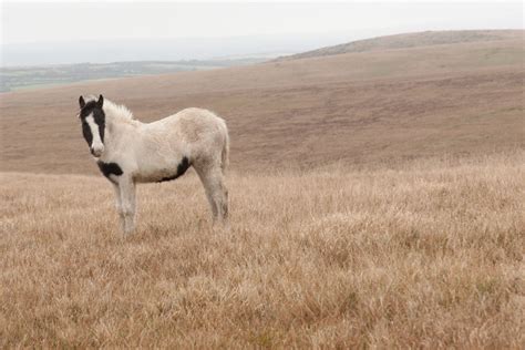 Dog Friendly Bodmin Moor - My Little country life