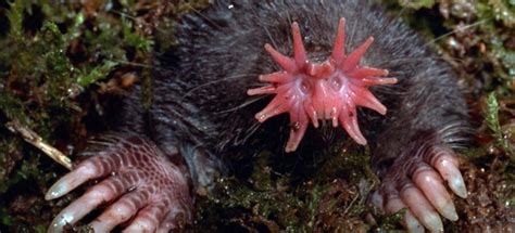 The Unusual Looking Star-Nosed Mole | Critter Science