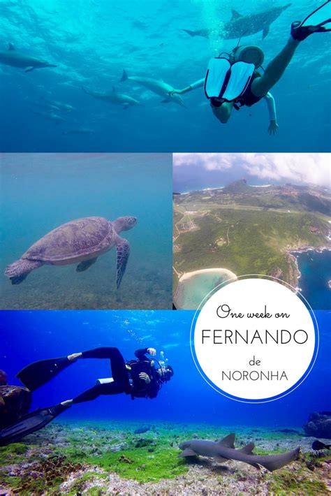 Fernando de Noronha - Video - The Sleepy Travellers | Travel, Diving, South america