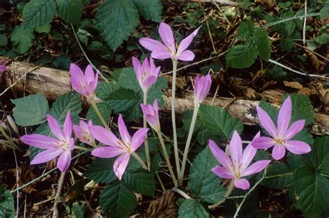 14 Best Fall-Blooming Flowers for Your Perennial Garden