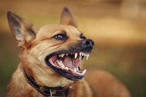 11,457 Angry Dog Stock Photos - Free & Royalty-Free Stock Photos from Dreamstime