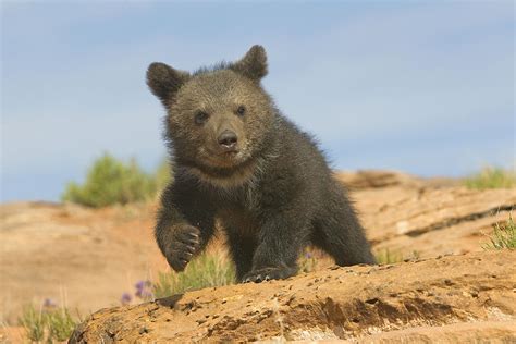 Grizzly Bear Cub Photograph by M. Watson - Fine Art America