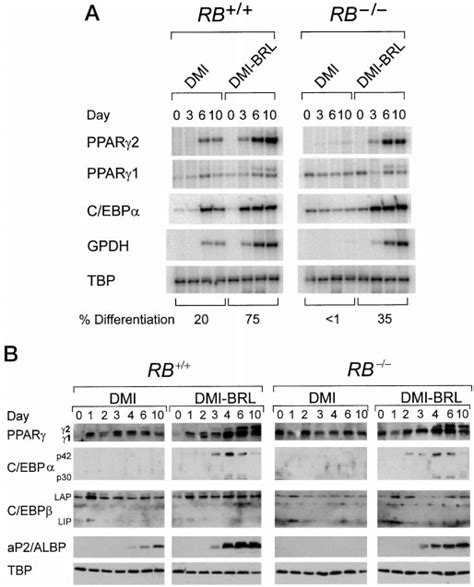 Expression of adipocyte markers during differentiation of normal and... | Download Scientific ...