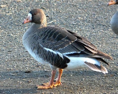 Greater White-fronted Goose | John Rakestraw