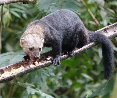 Tayra - Facts, Diet, Habitat & Pictures on Animalia.bio | Diurnal animals, Animals beautiful ...