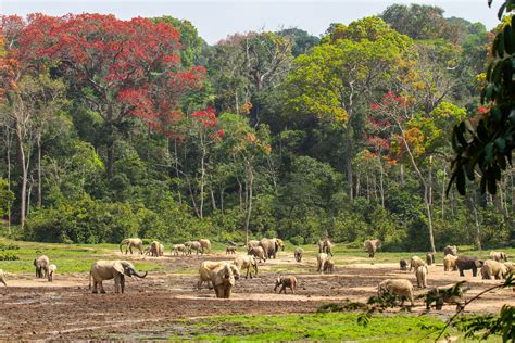 Forest elephants in Dzanga-Sangha