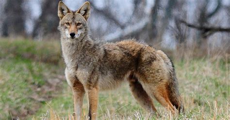 Police warn residents to be on the lookout for Coyotes