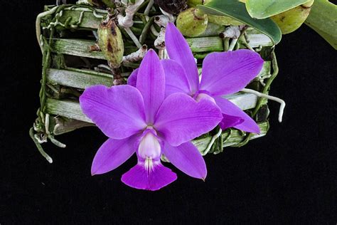 Cattleya Species Will Be Discussed at Wednesday’s (June 14) Meeting of ...