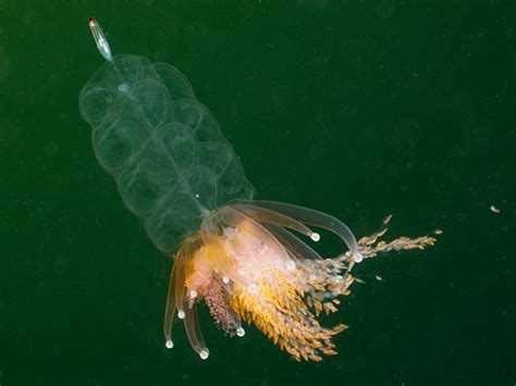 Siphonophores - Siphonophorae