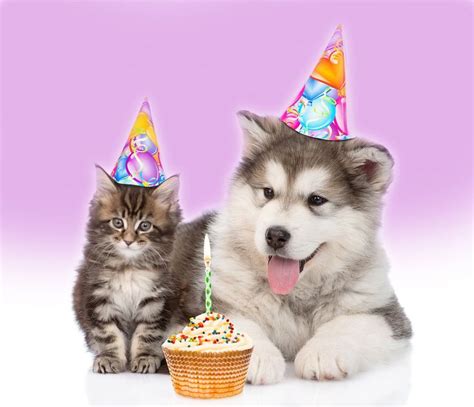 Dog and Pet Portrait Photography Backdrop | Happy birthday cat images, Happy birthday cat, Dogs