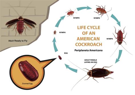 The Life Cycle of Roaches - Pointe Pest Control: Chicago Exterminator & Pest Control Service