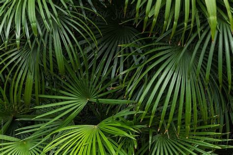 "Palm Tree Leaves" by Stocksy Contributor "Bisual Studio" - Stocksy