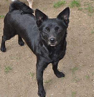 List of Popular Schipperke Mixes With Pictures