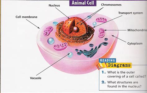 La Fuencisla in English: Unit 1: LIVING THINGS