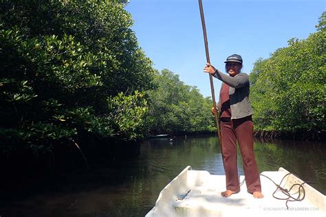 Mangrove Forest Boat Ride - Romantic Explorers | Date Ideas and ...