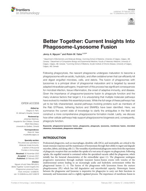 (PDF) Better Together: Current Insights Into Phagosome-Lysosome Fusion