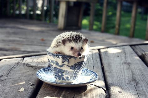 Lifeisgood - 20 hedgehogs who will make your day better - Home Thumbnail With Horizontal Story ...