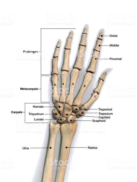 Skeletal bones of wrist and hand with labeling. Dorsal view. | Anatomie und physiologie ...