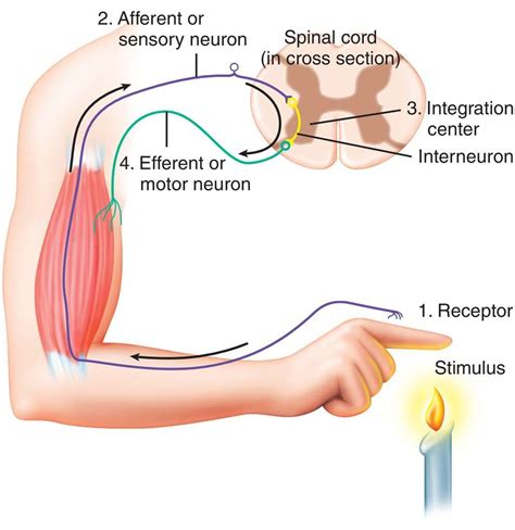 Basic anatomy and physiology, Medical student study, Medical school ...