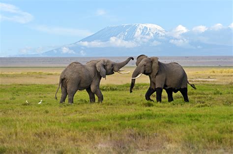 Major Travel Plc :: Amboseli 2nt Fly-In Safari - Amboseli Serena Safari Lodge