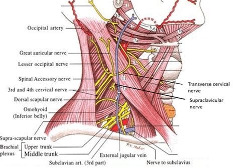 Posterior Triangle of the Neck Anatomy (anatomyqa.com) - REBEL EM ...