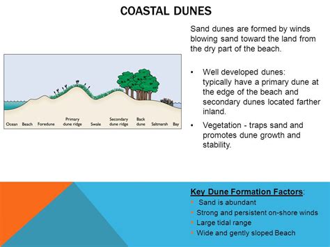 Chapter 15: The Dynamic Coast - ppt video online download