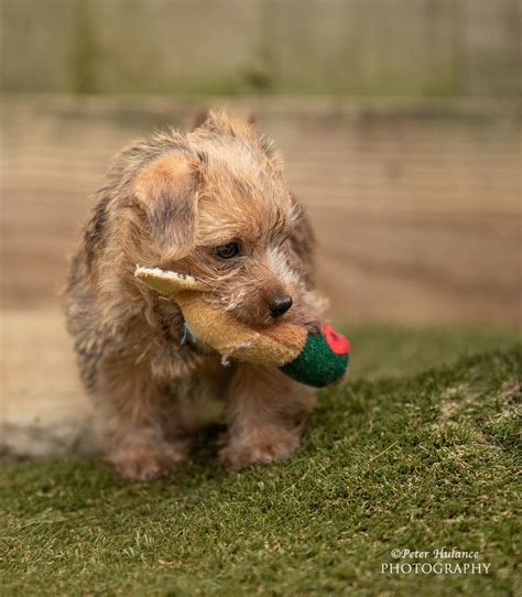 Norfolk Terrier Puppy | Norfolk terrier puppies, Norfolk terrier ...