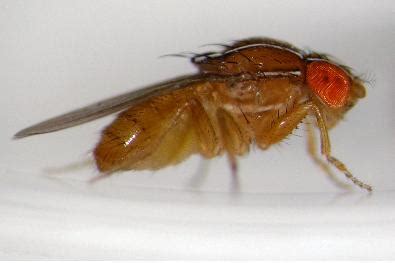 Drosophila melanogaster (Lalat Buah) - sinau online