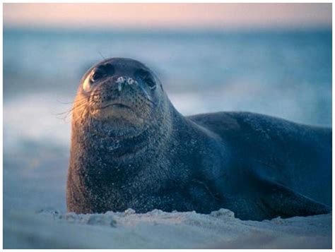 The extinct Caribbean monk seal