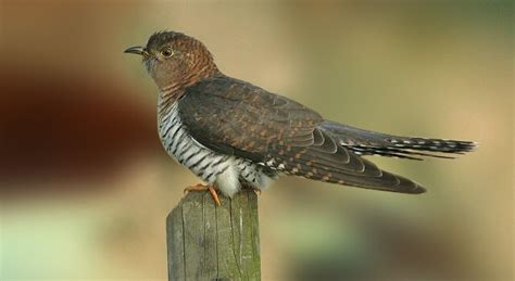 Cuckoo Bird Facts, Cuckoo Pictures