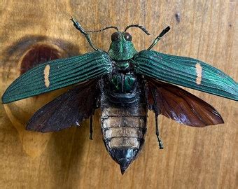 Jewel Beetle Wings - Etsy