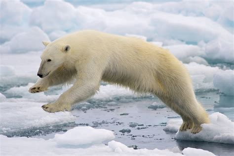 Polar Bears in Iceland - NAT