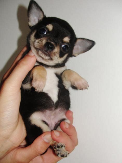 99+ Teacup Chihuahua Puppies Black - l2sanpiero