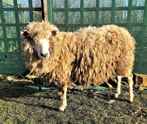 Blind sheep finds her forever home at Puffin Croft and will be guided by the sound of bells