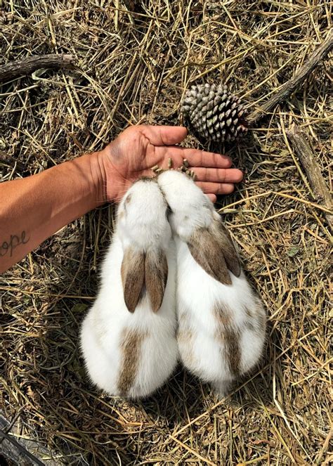 How to Take Care of a Baby Bunny - MadeTerra