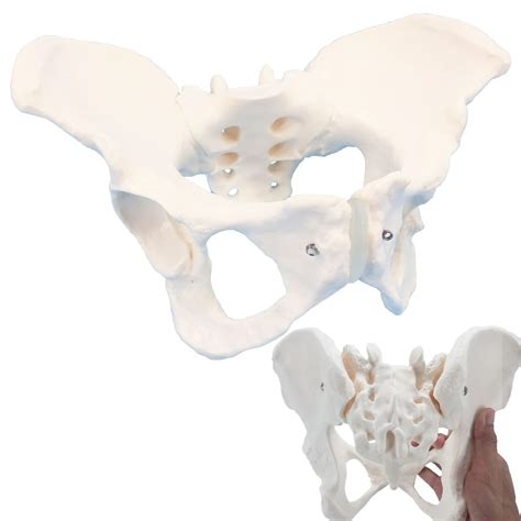 Buy Pelvis Model, Female Pelvis Model, Pelvic Model Female, Female ...