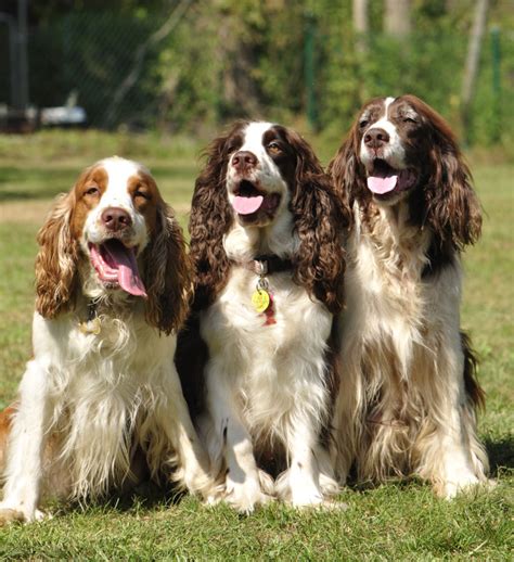 Springer Spaniel Training | Springer Haven