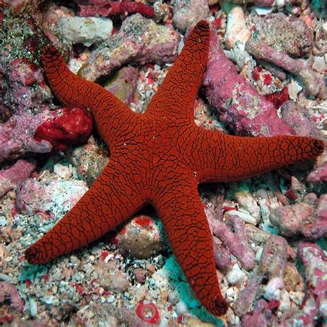 Red Starfish - Fromia | Fast Delivery Abyss Aquatics UK