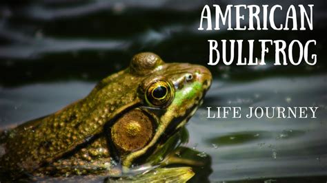 AMERICAN BULLFROG LIFE JOURNEY#animals #facts #frog - YouTube