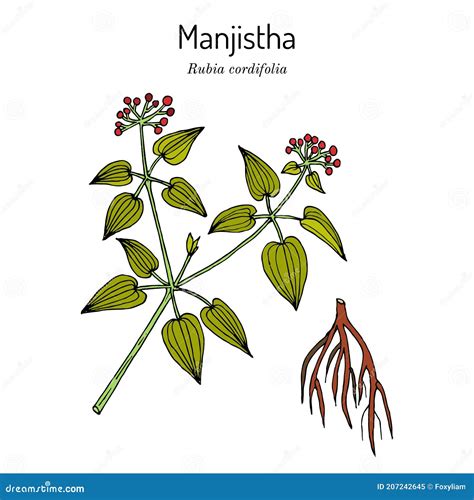 Manjistha Rubia Cordifolia , Medicinal Plant Cartoon Vector | CartoonDealer.com #109589609